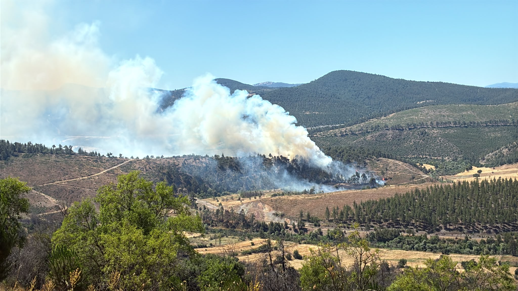 Bursa’da orman yangını