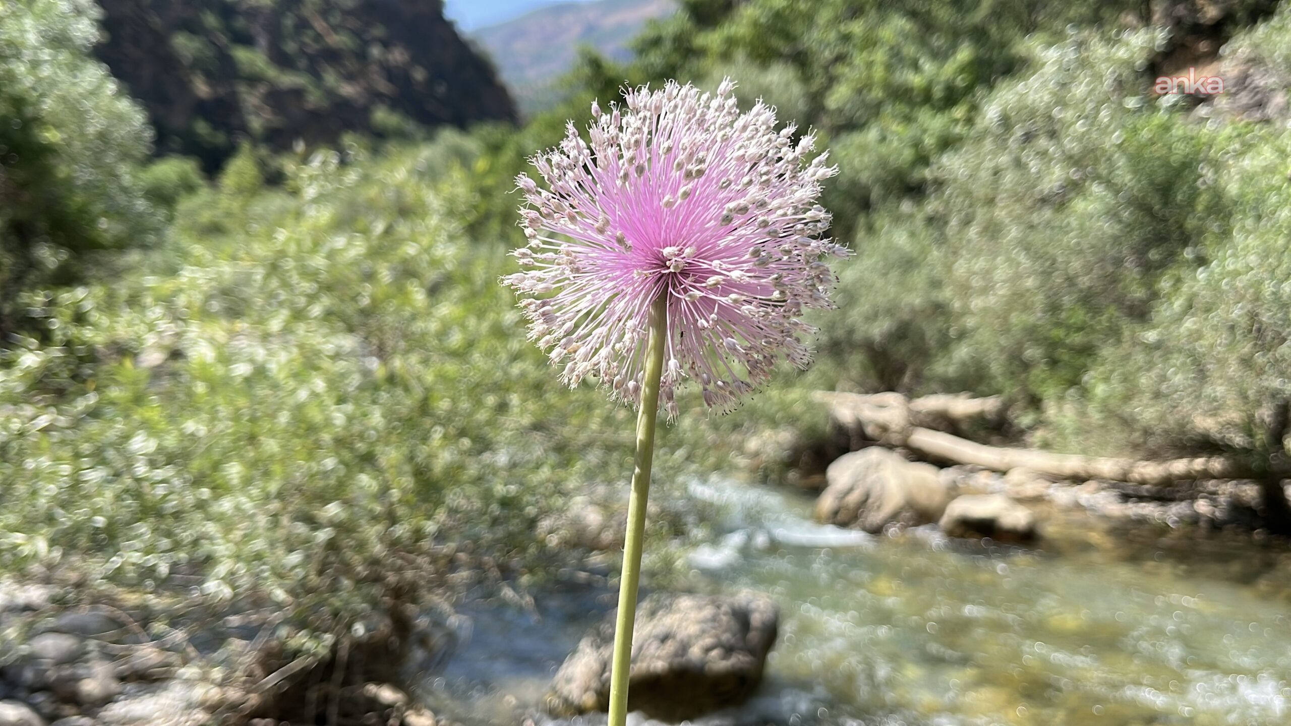 Koruma altındaki Dersim dağ sarımsağı tehlike altında: Cezası 700 bin lira