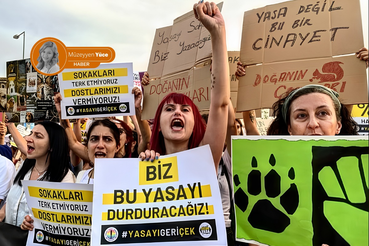 ‘Katliam Yasası’nda iki yıl | Sorun sokaktan barınaklara taşındı: ‘Yaşatan bir yasa yapılmalı’
