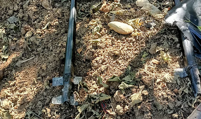 Akçakoca’da fındık bahçesine İHA düştü