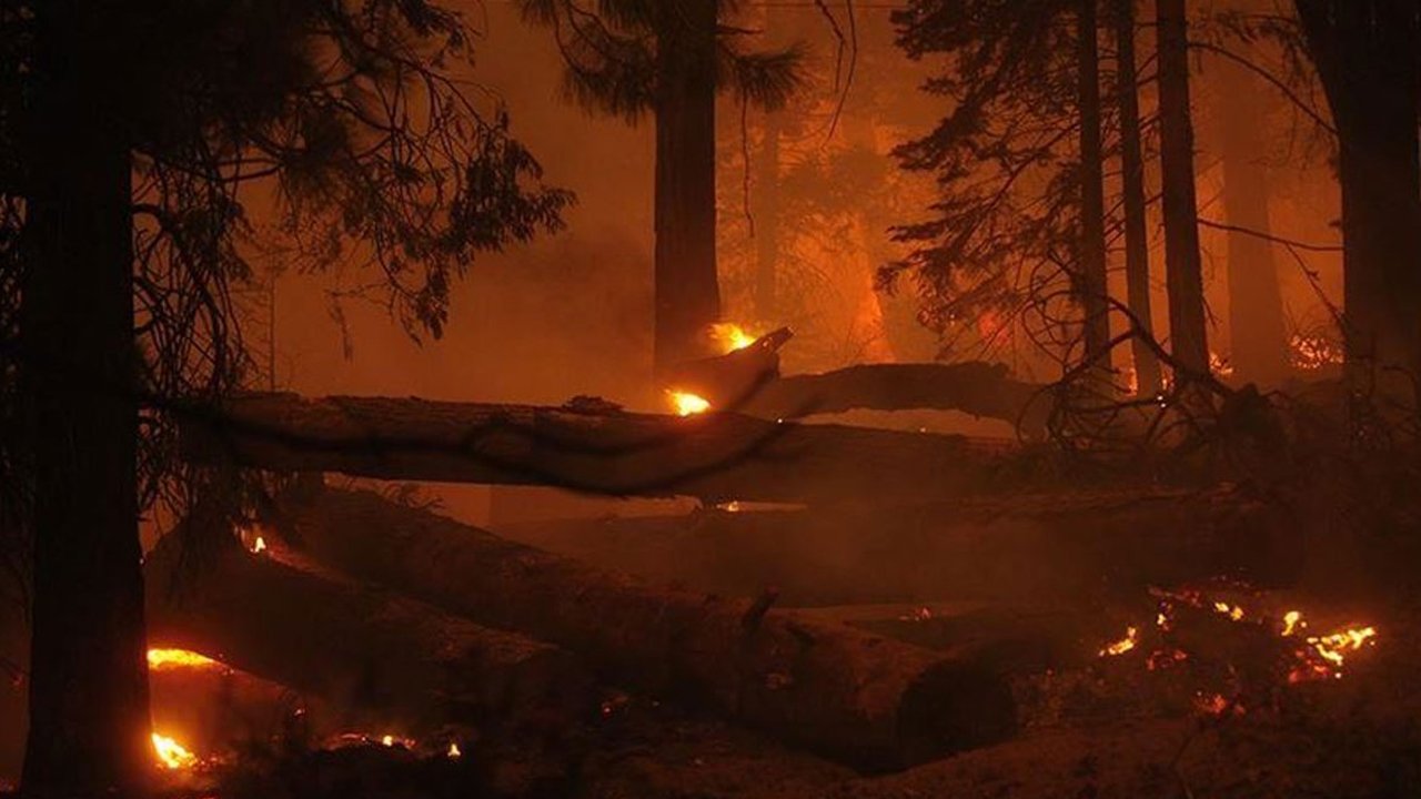 Cezayir’de orman yangınları: 12 kişi hayatını kaybetti
