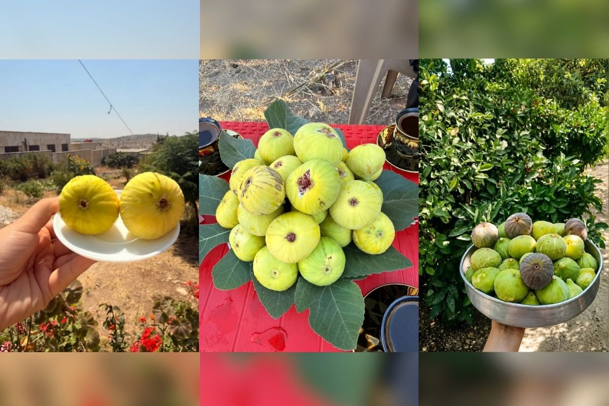 Afrin’de incir hasadı başladı