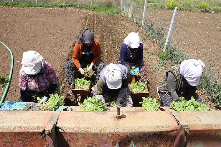 Adıyaman’da tütün işçisi kadın traktörden düşerek yaşamını yitirdi