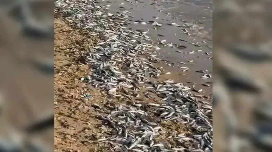Milas’ta binlerce ölü balık kıyıya vurdu