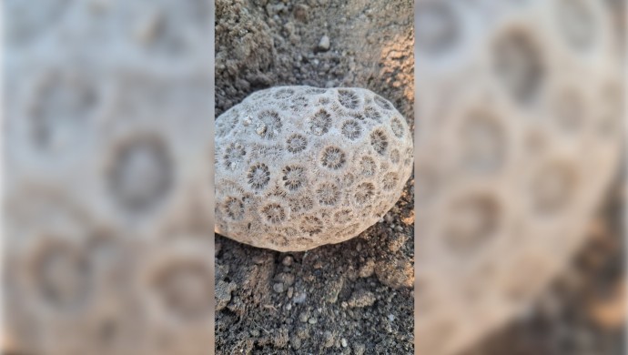 Diyarbakır’da GES yapılmak istenen alanda fosil olduğu düşünülen taş bulundu