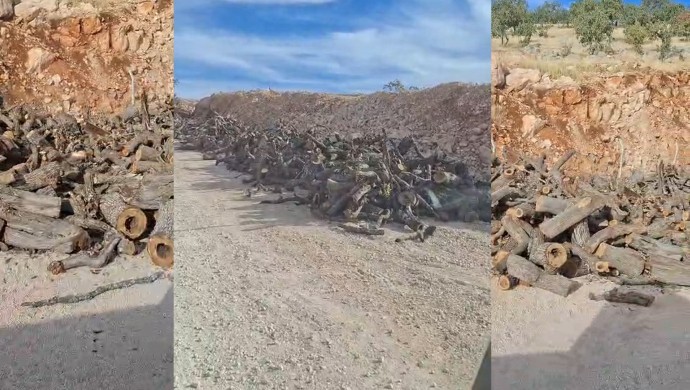 Gabar’da ağaç kesimi: Tonlarca ağaç yol kenarında bekletiliyor