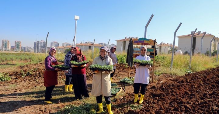 Diyarbakır’da kadınlardan kolektif kışlık sebze üretimi
