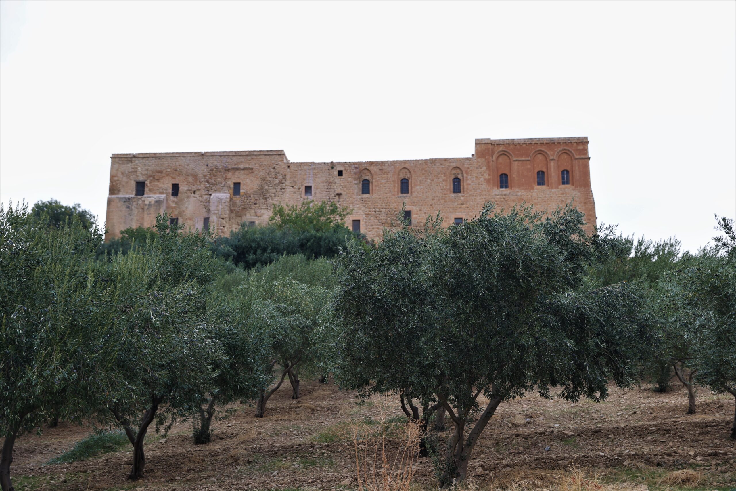 Mardin’de tarihi Deyrulzafaran Manastırı’nda zeytin hasadı