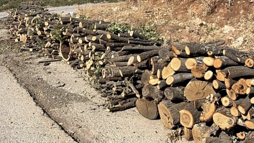 Besta ve Gabar’da bir haftada bin 950 ton ağaç kesildi: ‘Barış doğayla da kurulmalı’
