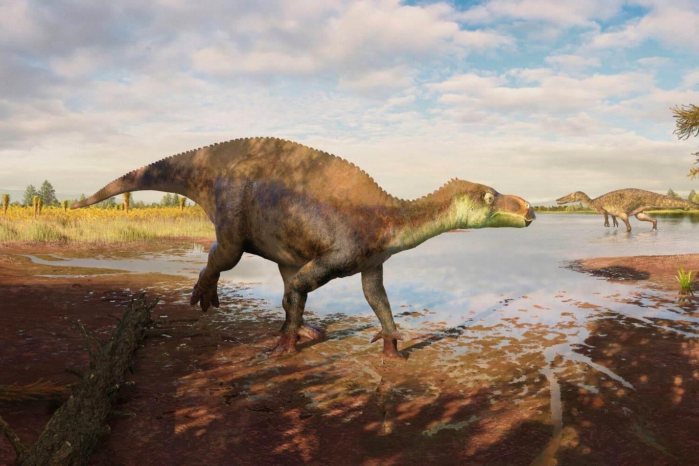 İngiltere’de 125 milyon yıllık yeni dinozor türü keşfedildi