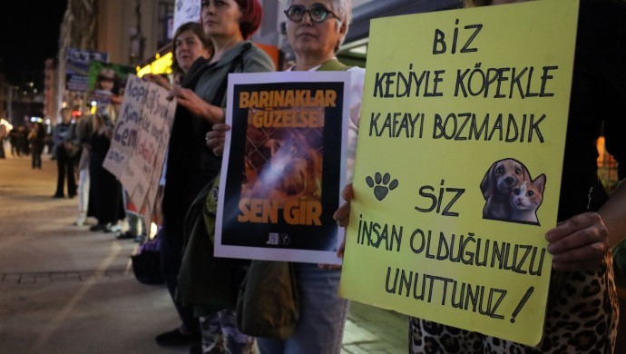 4 Ekim Dünya Hayvanları Koruma Günü: Yaşam hakkı savunucularından ‘yeni yasa’ çağrısı